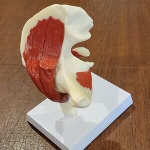 Hip Bone Joint Muscled Anatomical Model Educational Tool GPI Anatomical
